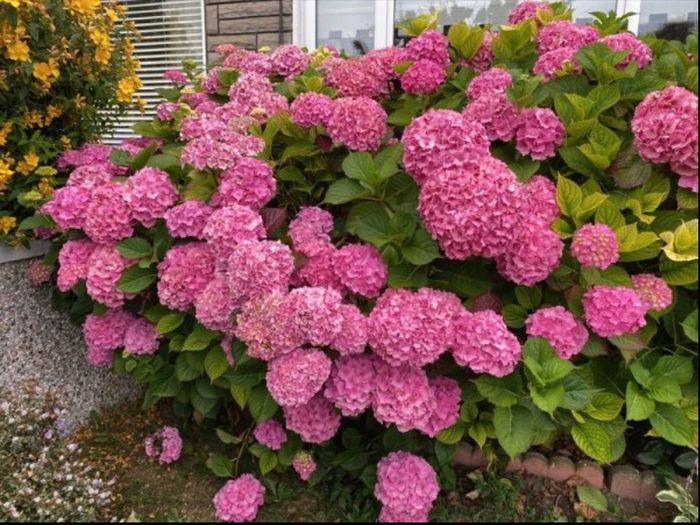 Hydrangea