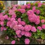Hydrangea Image 2