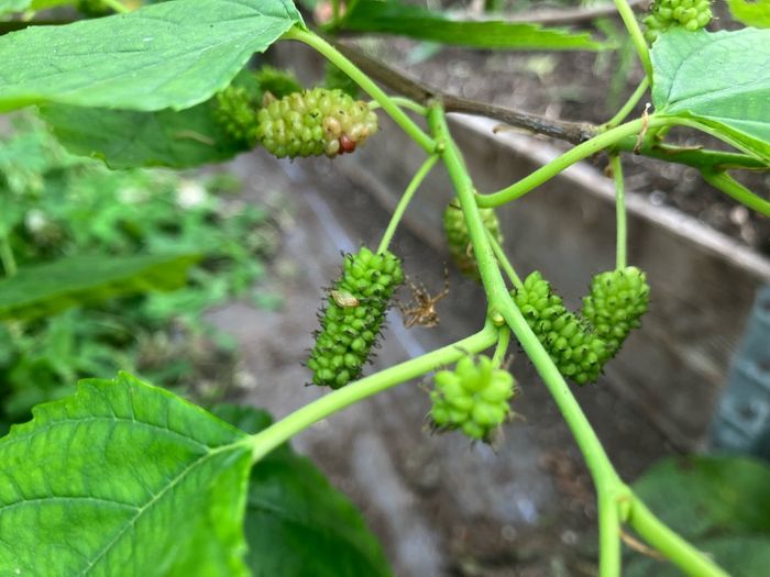Mulberry Tree
