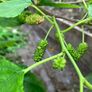 Mulberry Tree Image 3