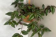 tradescantia zebrina plant
