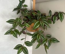 tradescantia zebrina plant