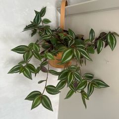 tradescantia zebrina plant
