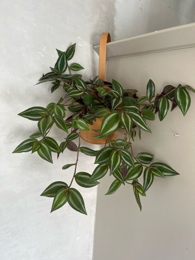 tradescantia zebrina plant