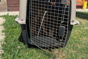 dog carrier