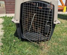 dog carrier