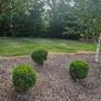 Lot  37  Garden Shrubs 500  (Box & Pittosporum) Image 6