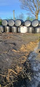 Silage bales