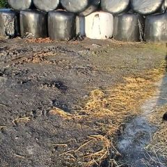 Silage bales