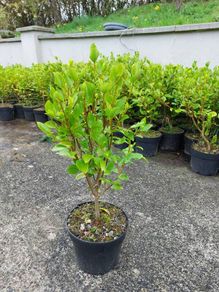 3ft Plants for Hedging