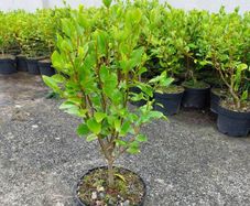 3ft Plants for Hedging