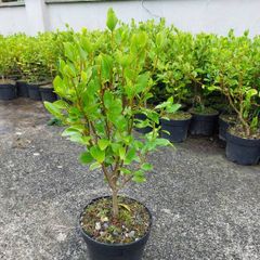 3ft Plants for Hedging