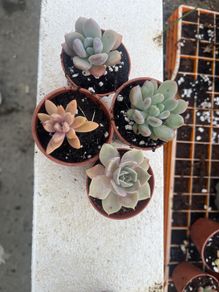 succulents