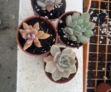 succulents