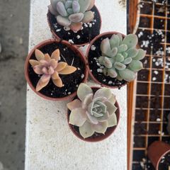 succulents