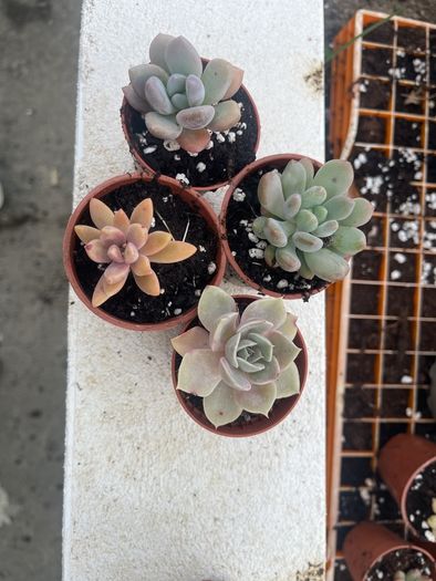 succulents