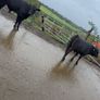 Going To Cashel Mart 12th September Image 5
