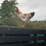 Roosters ( FREE) Image 2