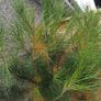 Pinus pinea italian stone pine half standard Image 2