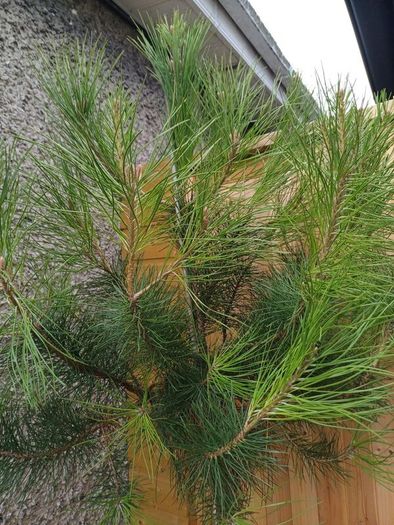 Large Garden Plant bundle 28+ plants