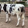 15 Belgium blue store bullocks for sale Image 4