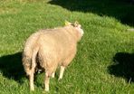 Beltex Ram Lambs