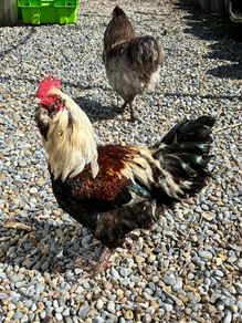 rooster