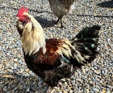 rooster