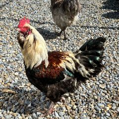 rooster