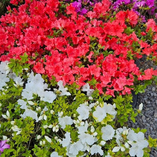 Azalea Evergreen Plants