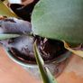 Free staghorn fern Image 4