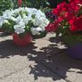 Hanging basket Image 6