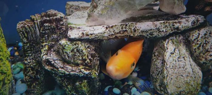 Aqua Dreams 60 | fish tank
