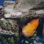 Aqua Dreams 60 | fish tank Image 3
