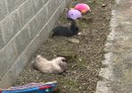 rabbit
