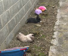 rabbit
