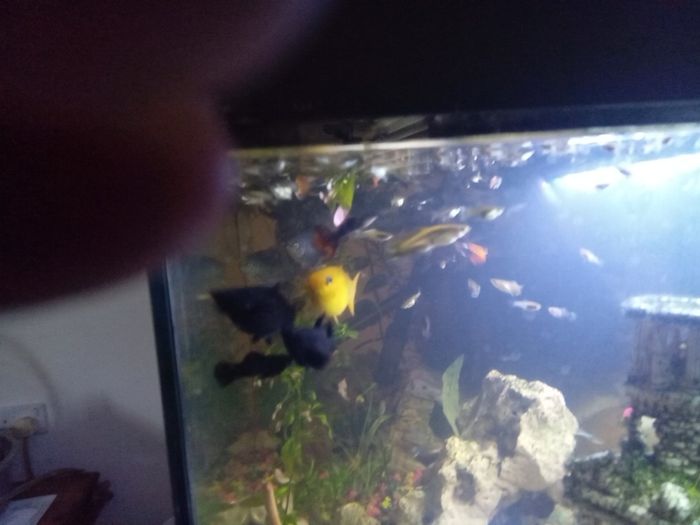 Guppies