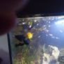 Guppies Image 6