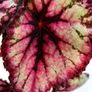 Begonia Image 2