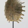 Turtle Shell - Polished Bronze, Signed Image 2
