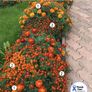 (M) Marigold Carmen seeds 1g (414598) Image 5