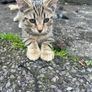 Kittens Image 6