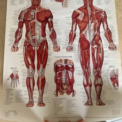 Muscular system anatomical poster