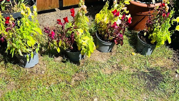 Plants (Antirrhinum)
