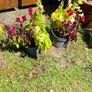 Plants (Antirrhinum) Image 2