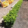 Box Hedging Image 2
