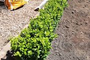 Box Hedging