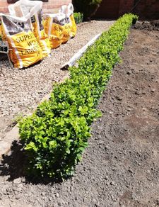 Box Hedging