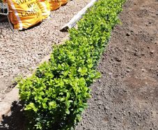 Box Hedging