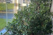 Plants /Trees